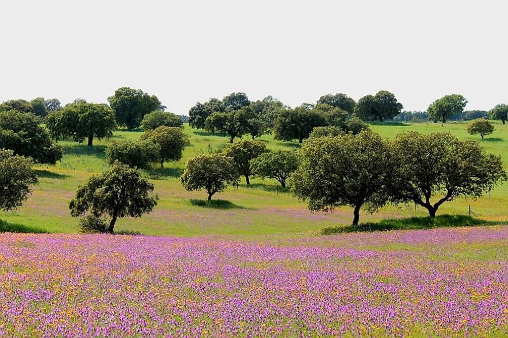 Complejo Turistico El Soldado. Διαμέρισμα Villanueva del Duque Εξωτερικό φωτογραφία